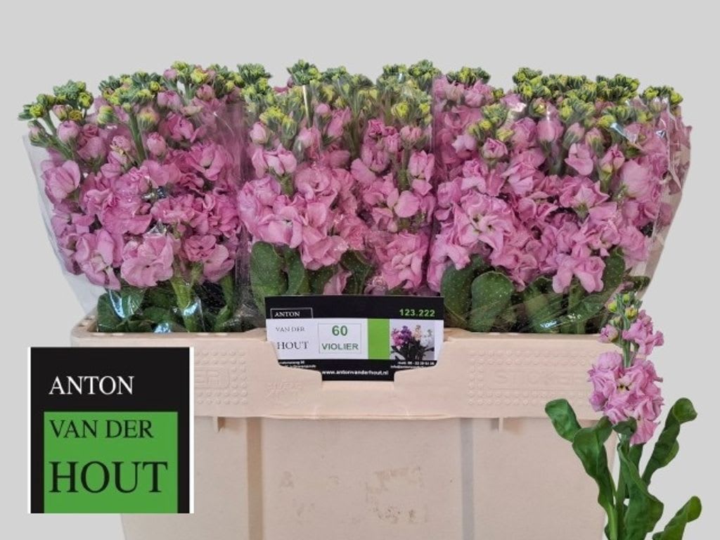 Срезанные цветы оптом Matthiola pink от 60шт из Голландии с доставкой по России
