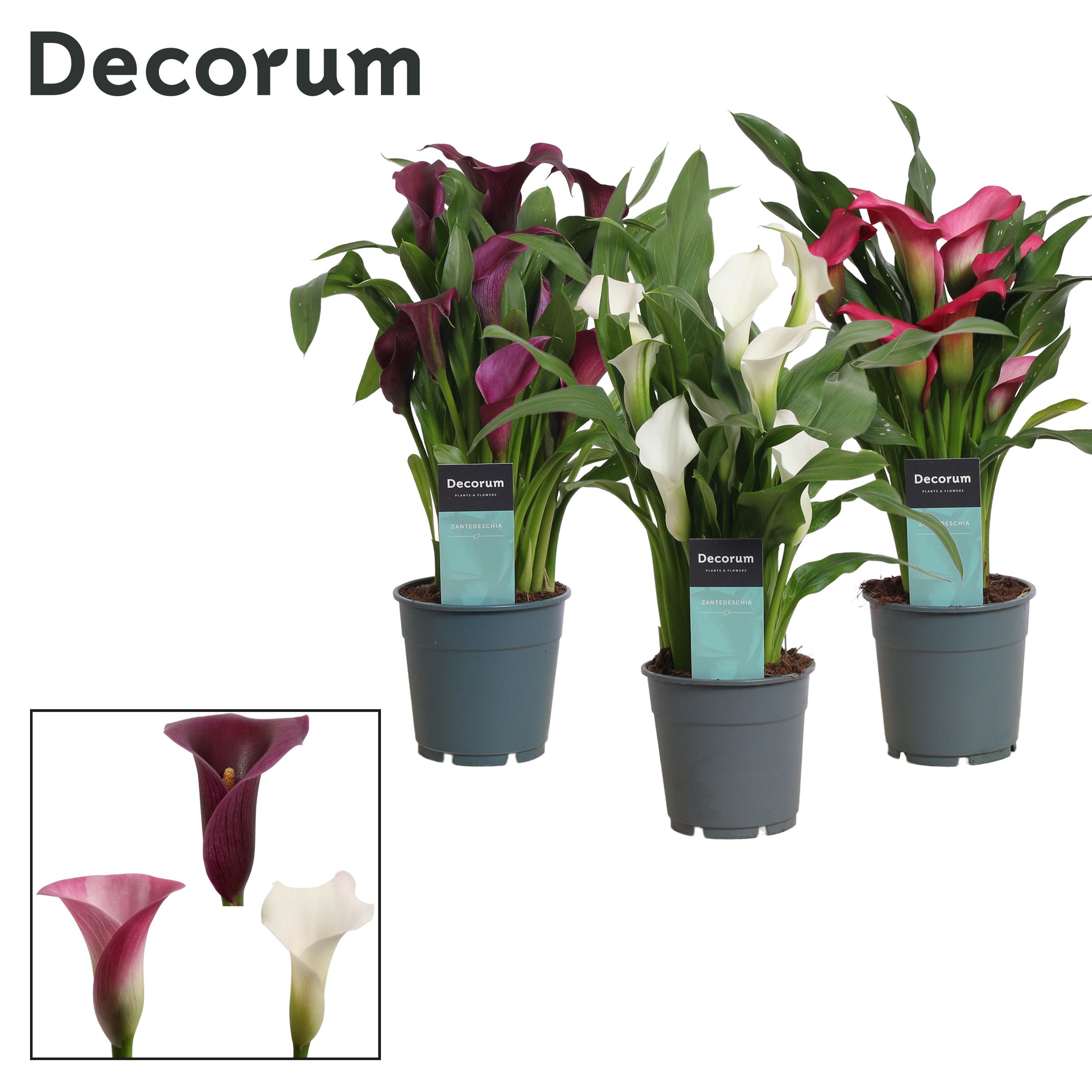 Горшечные цветы и растения оптом Zantedeschia Mix Sweet (decorum) от 10шт из Голландии с доставкой по России