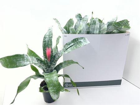 Горшечные цветы и растения оптом Aechmea Primera Xl от 8шт из Голландии с доставкой по России