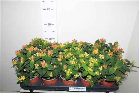 Горшечные цветы и растения оптом Hyper Androsaemum от 10шт из Голландии с доставкой по России
