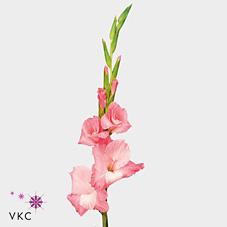 Срезанные цветы оптом Gladiolus la oasis от 50шт из Голландии с доставкой по России