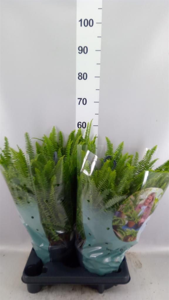 Горшечные цветы и растения оптом Nephrolepsis Green Lady Hangpot от 2шт из Голландии с доставкой по России