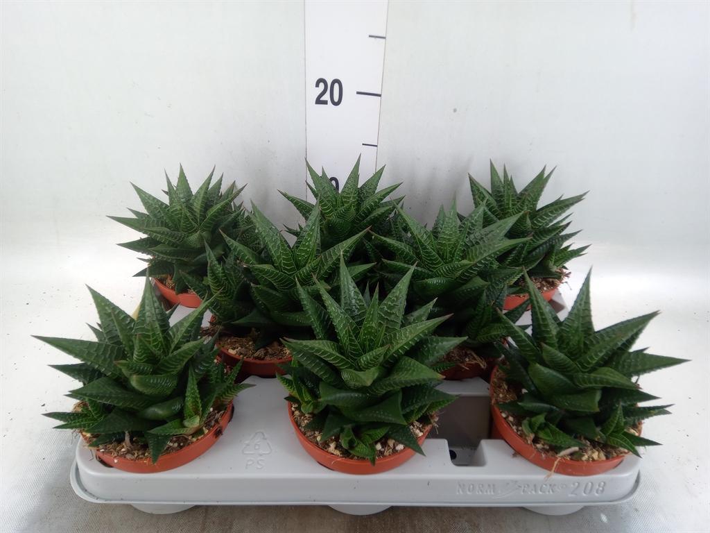 Горшечные цветы и растения оптом Haworthia Limifolia от 8шт из Голландии с доставкой по России