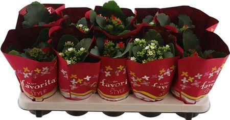 Горшечные цветы и растения оптом Kalanchoe Favorita Red & White Mix от 10шт из Голландии с доставкой по России