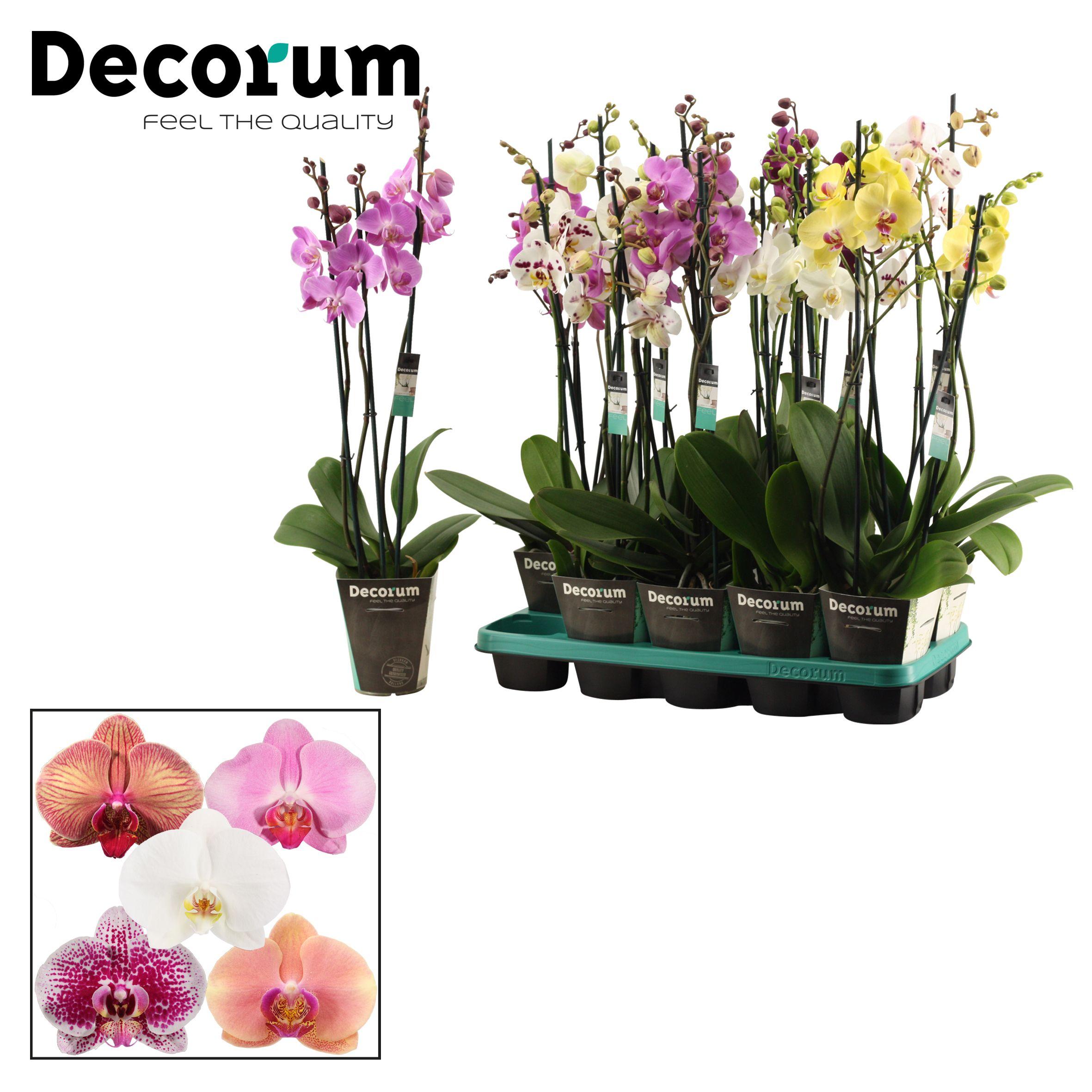 Горшечные цветы и растения оптом Phal 3st Mix 20+ (decorum) от 10шт из Голландии с доставкой по России