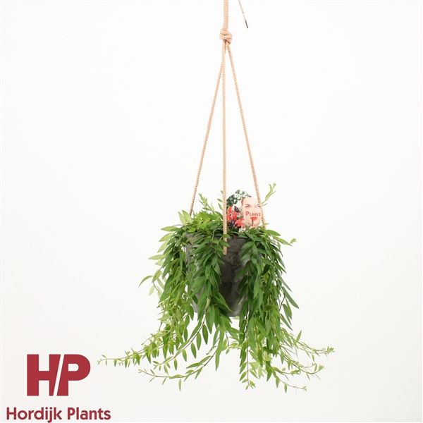 Горшечные цветы и растения оптом Aeschynanthus Japhrolepis In Ceramic Hanging Pot от 6шт из Голландии с доставкой по России