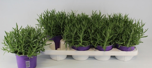 Горшечные цветы и растения оптом Lavan An Hidcote от 8шт из Голландии с доставкой по России