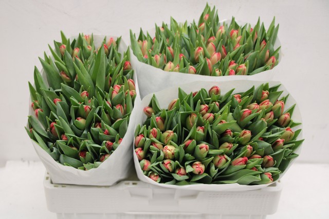 Срезанные цветы оптом Tulipa do largo от 150шт из Голландии с доставкой по России