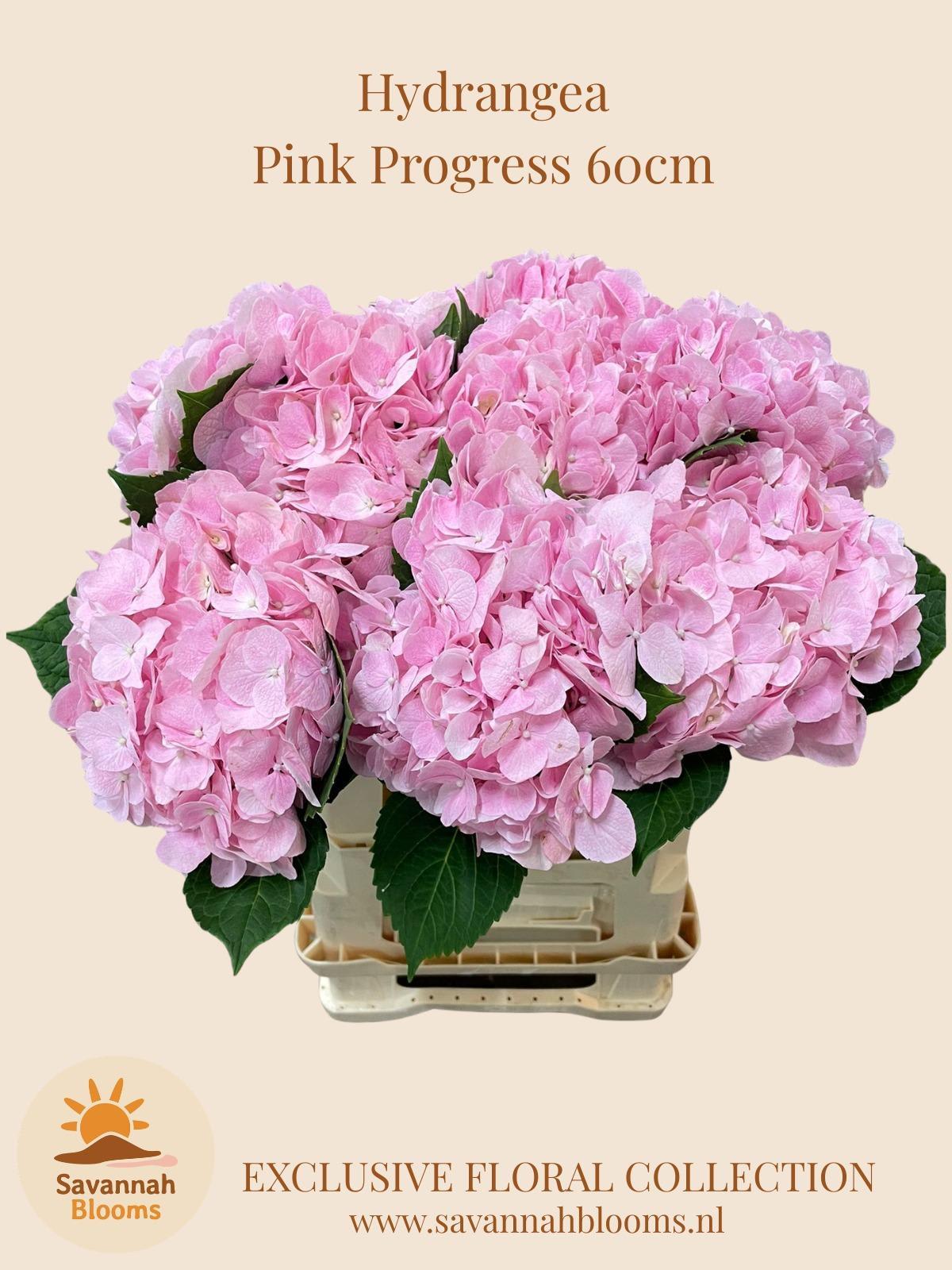 Срезанные цветы оптом Hydrangea pink progress от 10шт из Голландии с доставкой по России