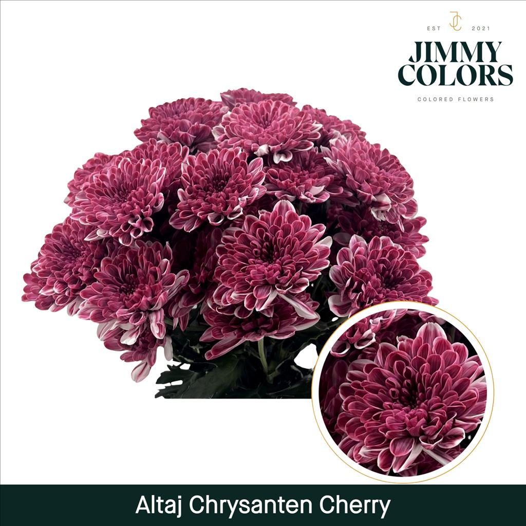 Срезанные цветы оптом Chrys sp paint altaj cherry от 40шт из Голландии с доставкой по России