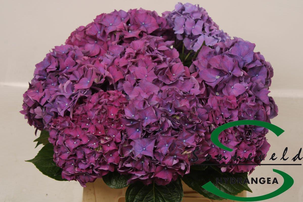 Срезанные цветы оптом Hydrangea rodeo red purple от 10шт из Голландии с доставкой по России