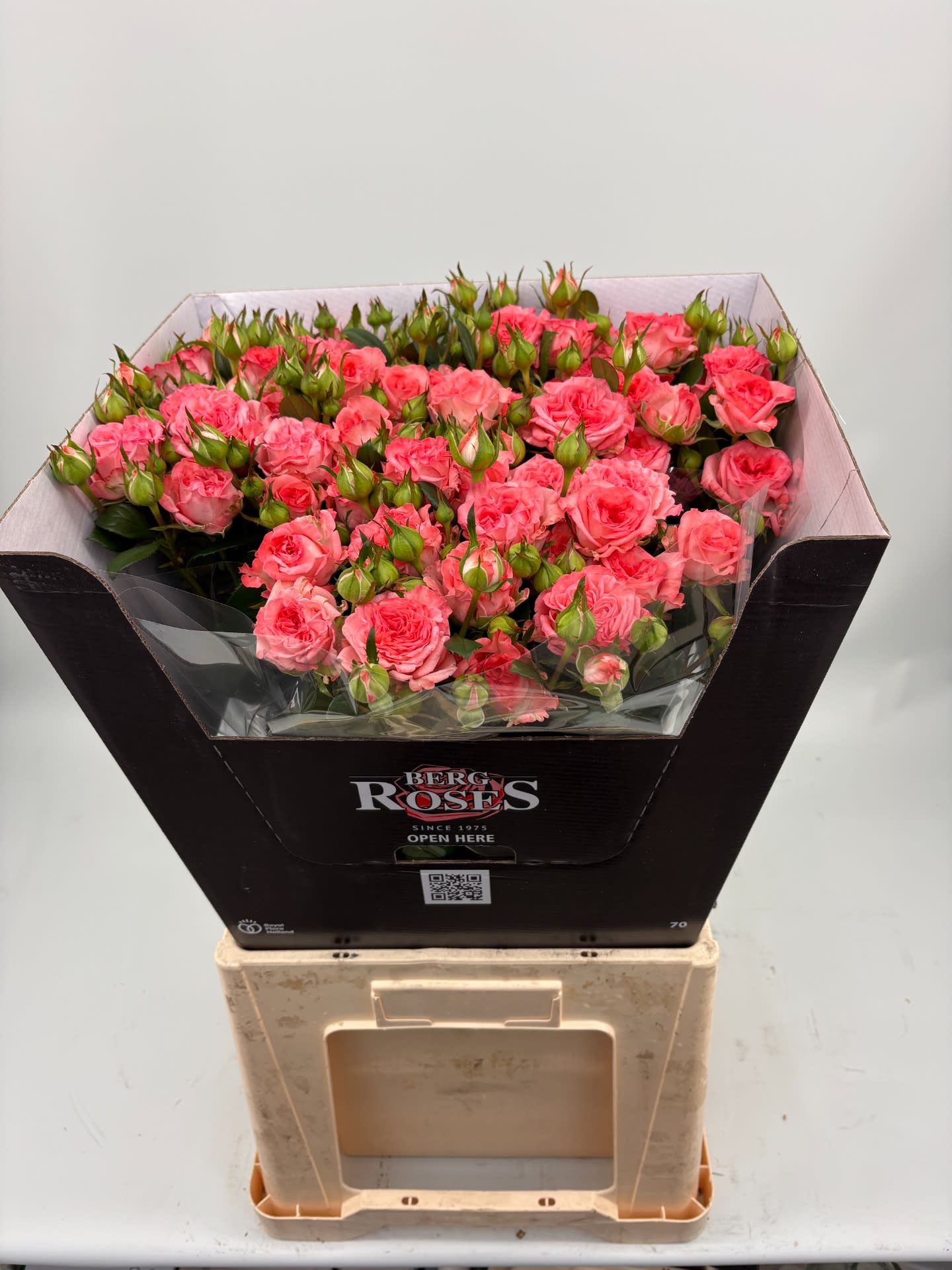 Срезанные цветы оптом Rosa spray first date от 15шт из Голландии с доставкой по России
