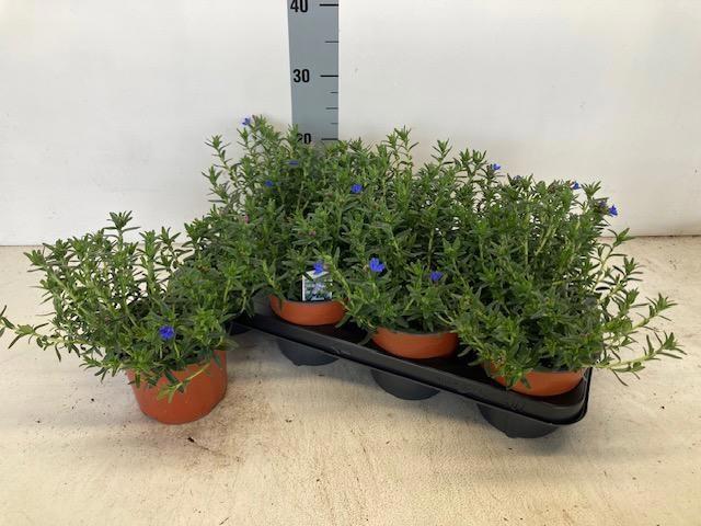 Горшечные цветы и растения оптом Glando Dif Heaven Bl от 7шт из Голландии с доставкой по России