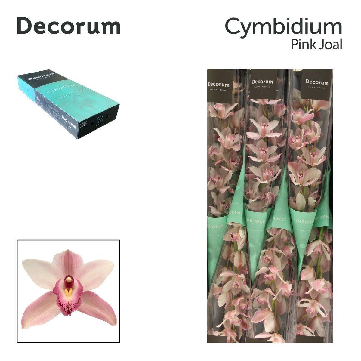 Срезанные цветы оптом Cymbidium pink joal от 10шт. из Голландии с доставкой по России