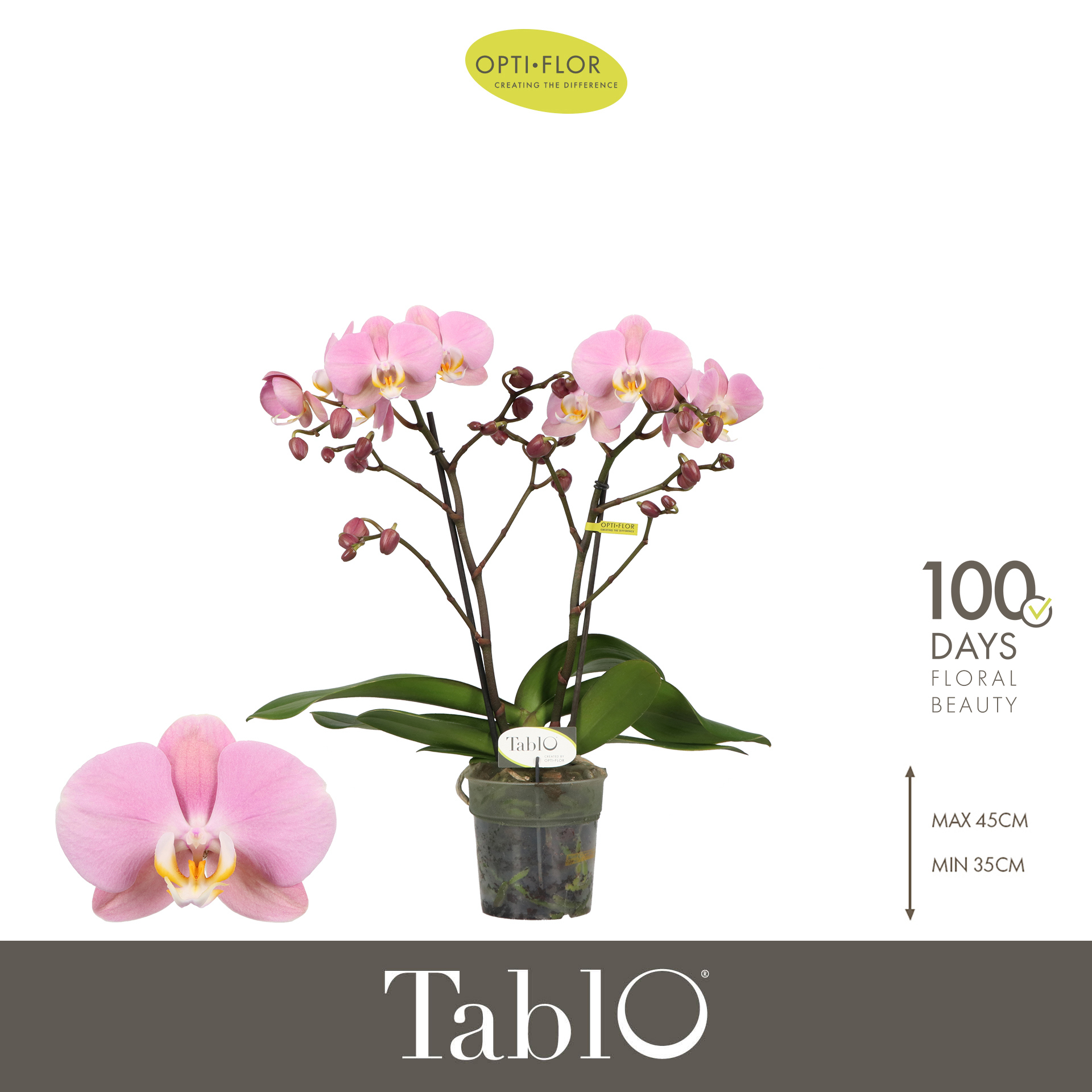 Горшечные цветы и растения оптом Phal 2st Tablo Cosmopolitan от 6шт из Голландии с доставкой по России