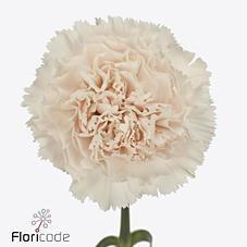 Срезанные цветы оптом Dianthus st brut от 240шт из Голландии с доставкой по России