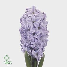 Срезанные цветы оптом Hyacinthus sky jacket от 50шт из Голландии с доставкой по России Срезанные цветы оптом Hyacinthus sky jacket от 50шт из Голландии с доставкой по России