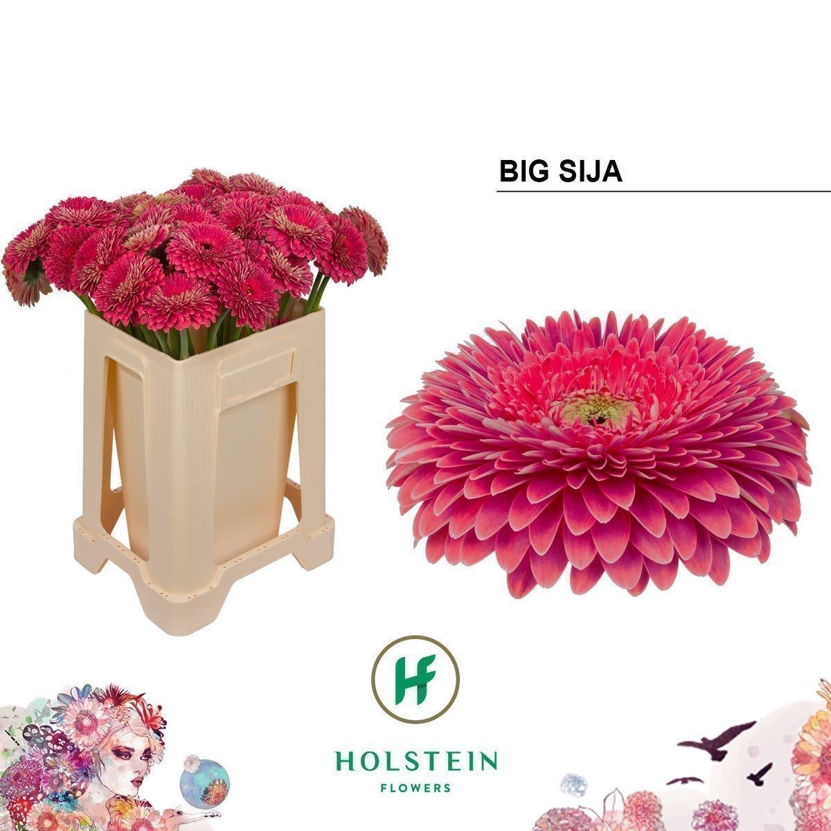 Срезанные цветы оптом Gerbera gerponi big sija от 40шт из Голландии с доставкой по России