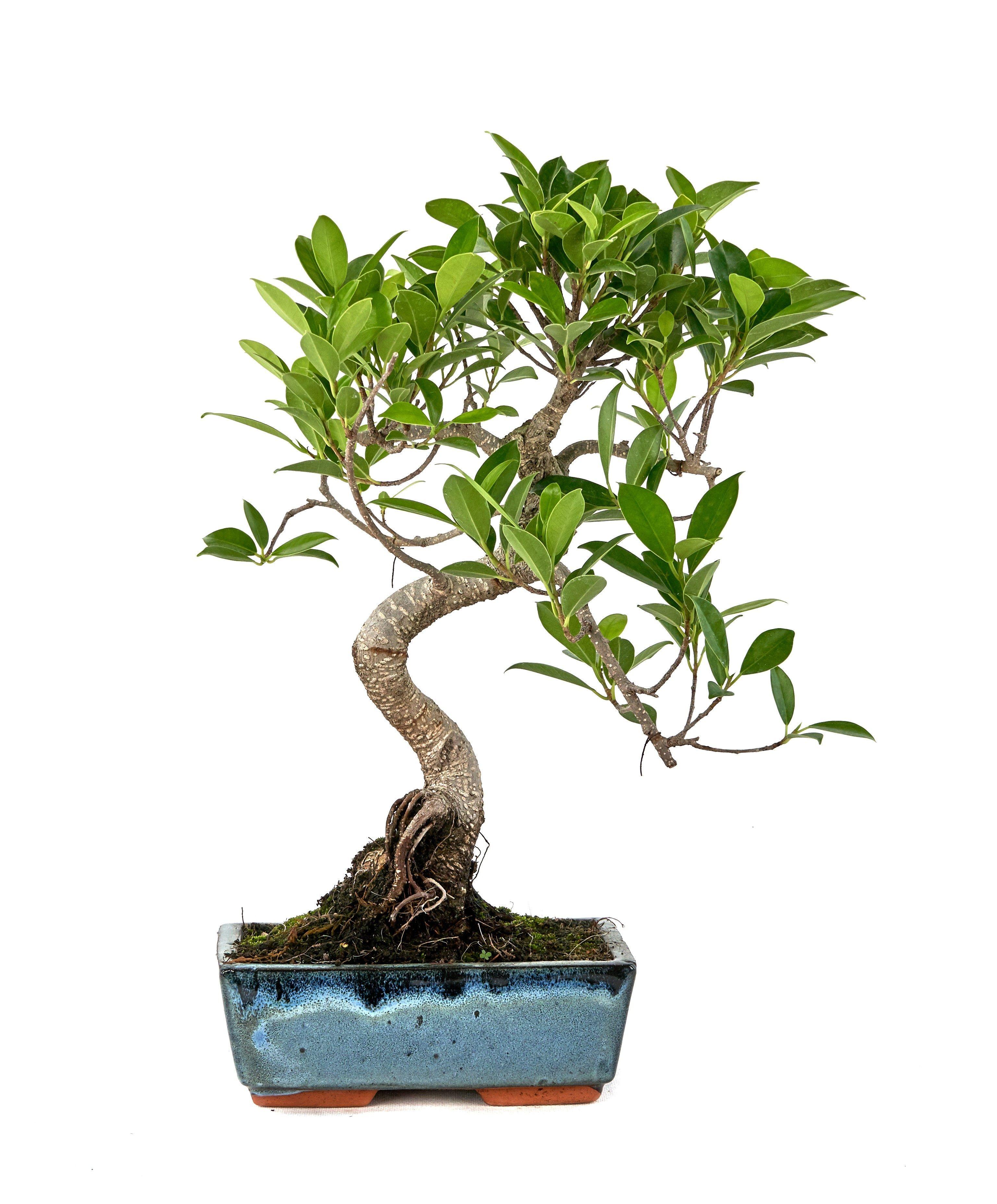 Горшечные цветы и растения оптом Bonsai Gem от 6шт из Голландии с доставкой по России