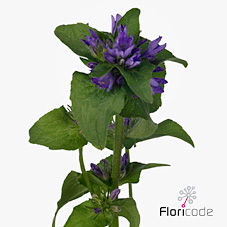 Срезанные цветы оптом Campanula glom superba от 100шт из Голландии с доставкой по России Срезанные цветы оптом Campanula glom superba от 100шт из Голландии с доставкой по России