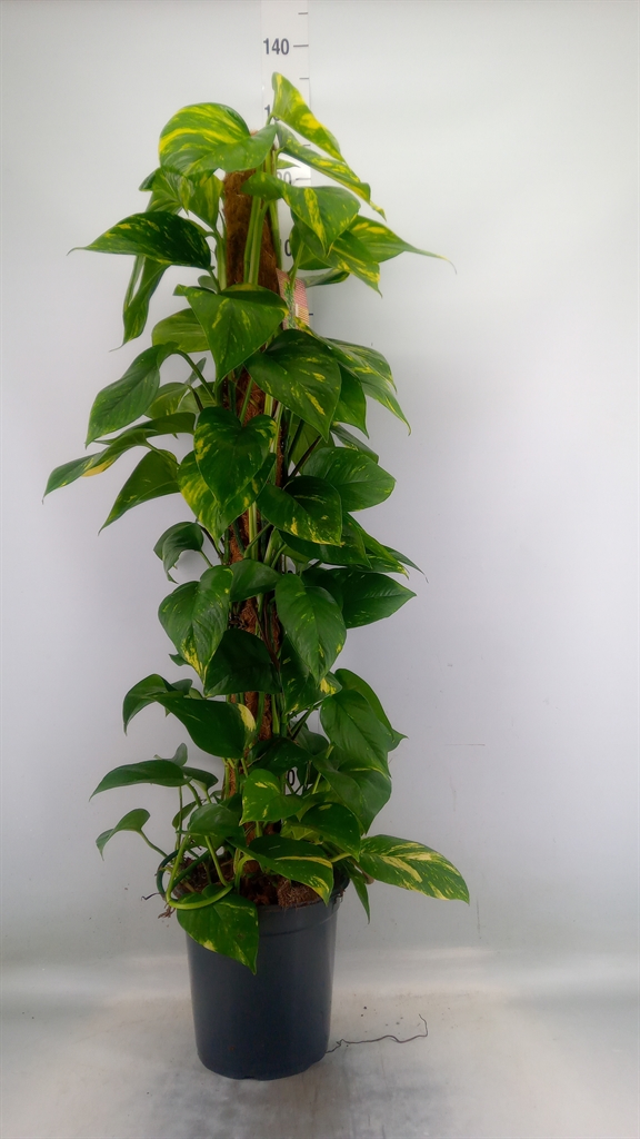 Горшечные цветы и растения оптом Epipremnum Pinn.   ...moss Stick от 1шт из Голландии с доставкой по России