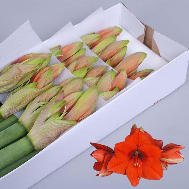 Срезанные цветы оптом Hippeastrum horizon от 12шт из Голландии с доставкой по России