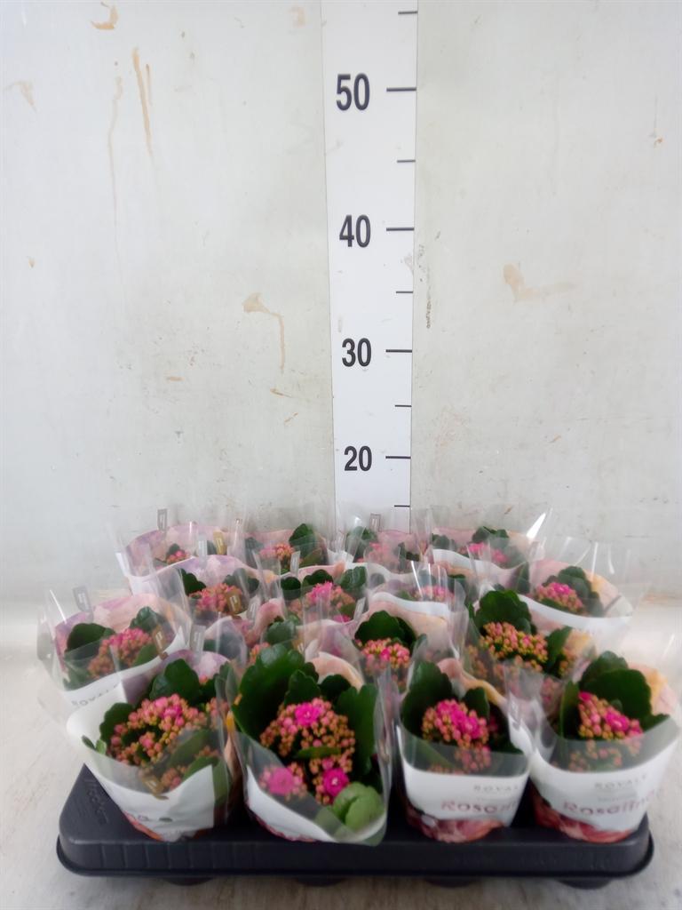 Горшечные цветы и растения оптом Kal Ros Don Victorio Dark Pink от 16шт (для телеги) из Голландии с доставкой по России