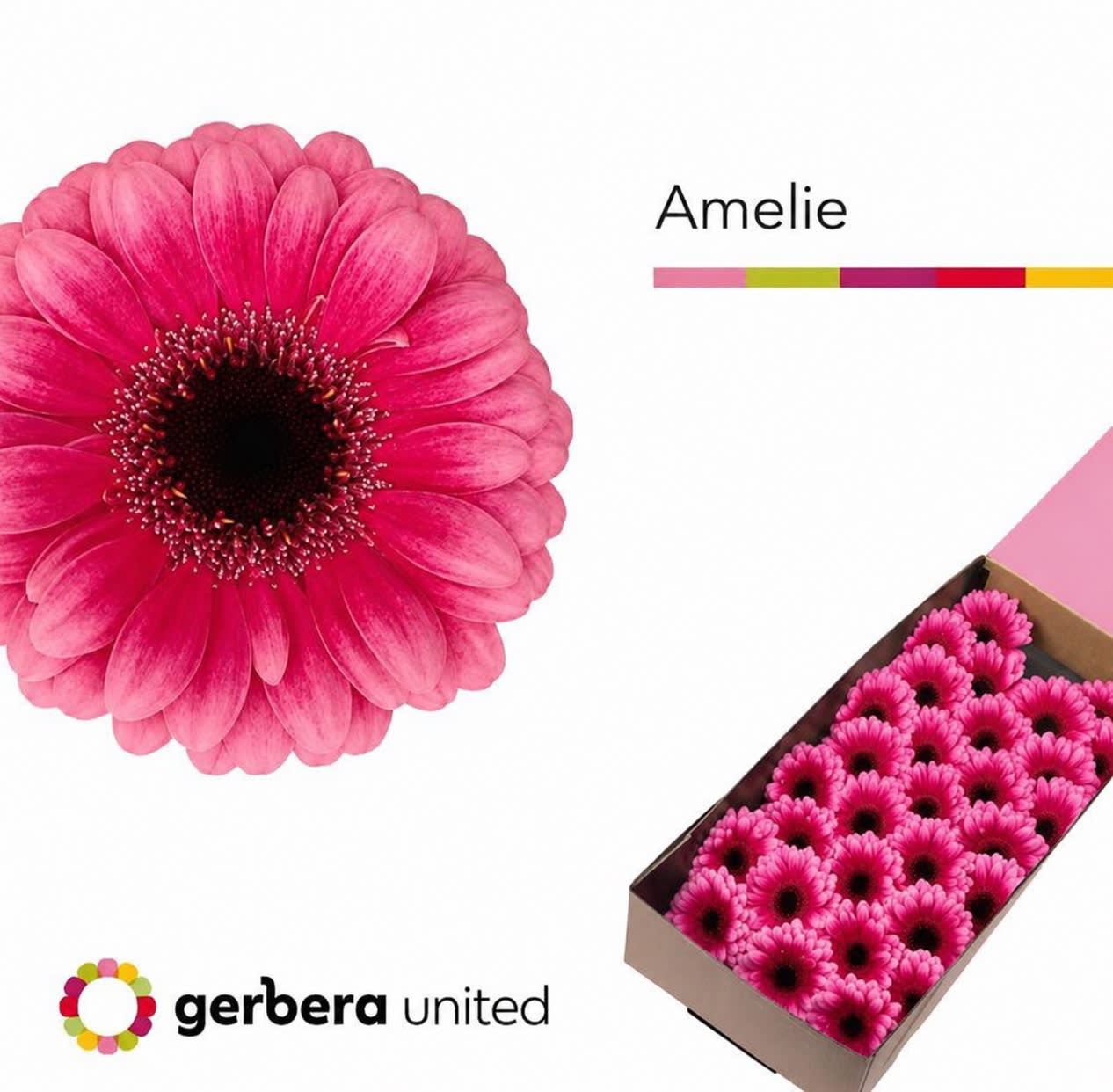 Срезанные цветы оптом Germini amelie от 60шт из Голландии с доставкой по России