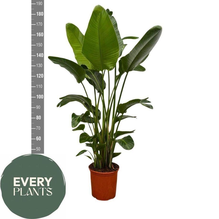 Горшечные цветы и растения оптом Strelitzia Nicolai от 1шт из Голландии с доставкой по России