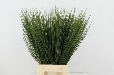 Срезанные цветы оптом Cytisus boskoop ruby от 50шт из Голландии с доставкой по России