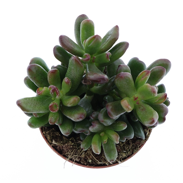 Горшечные цветы и растения оптом Crassula Oasis от 12шт (для телеги) из Голландии с доставкой по России