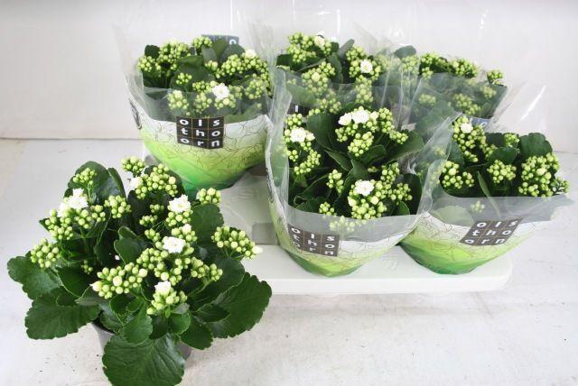 Горшечные цветы и растения оптом Kal Ge Whites White от 6шт из Голландии с доставкой по России