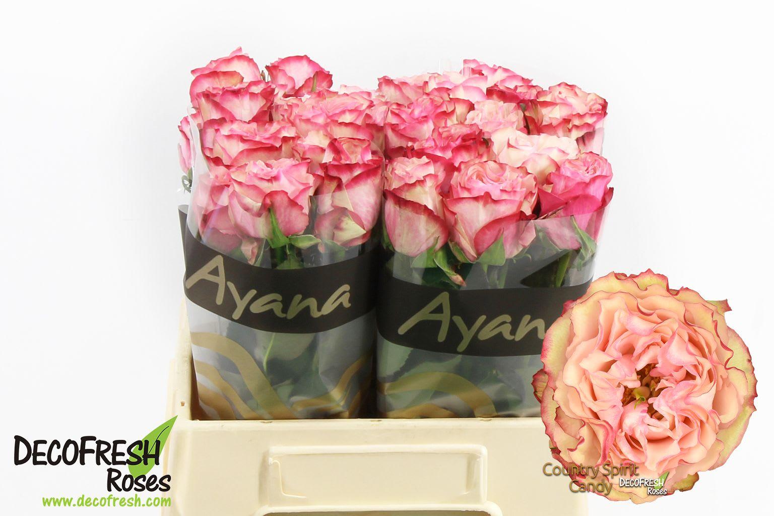 Срезанные цветы оптом Rosa large country spirit candy от 30шт из Голландии с доставкой по России