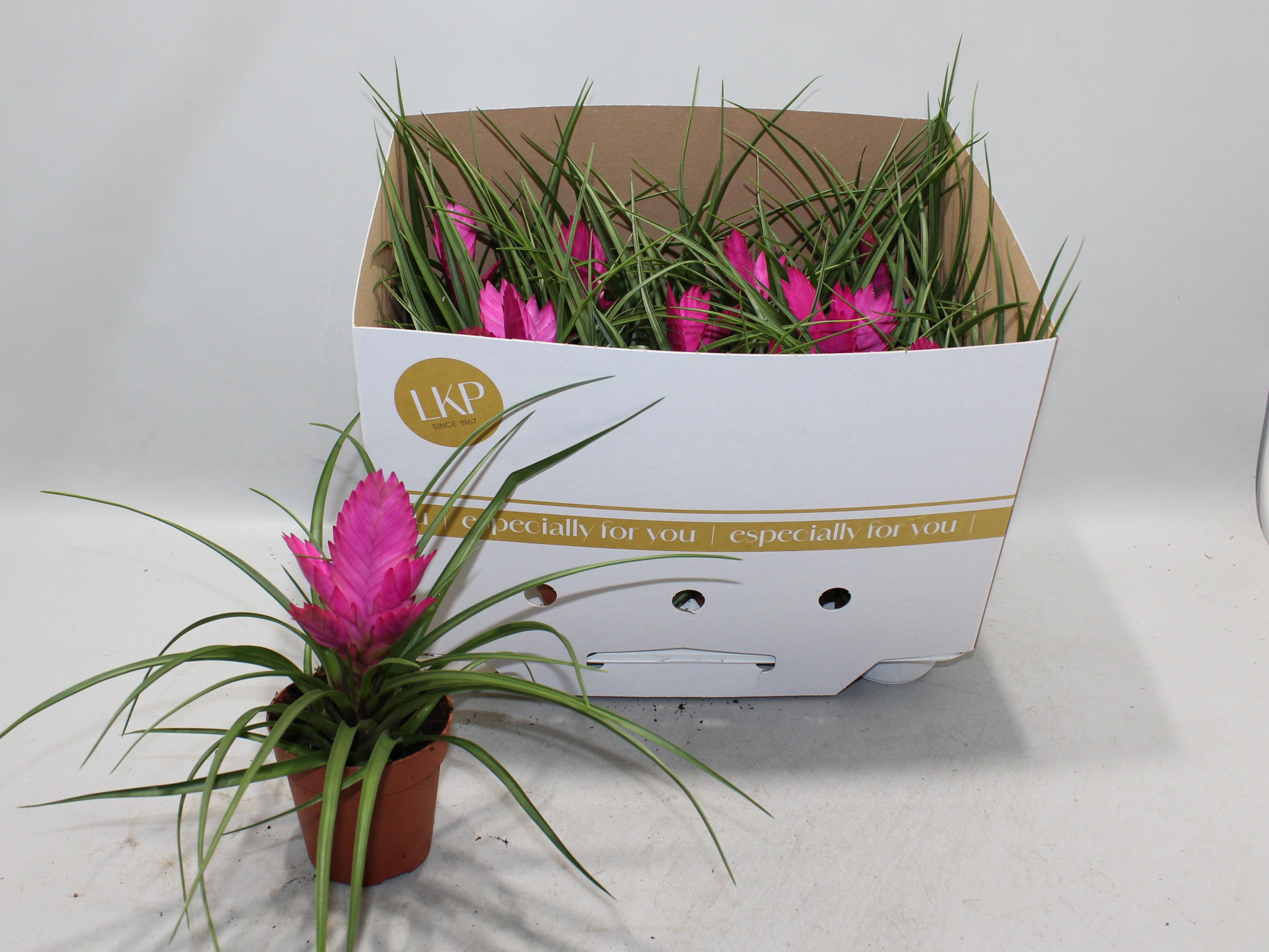 Горшечные цветы и растения оптом Till Cyanea Josee от 9шт из Голландии с доставкой по России