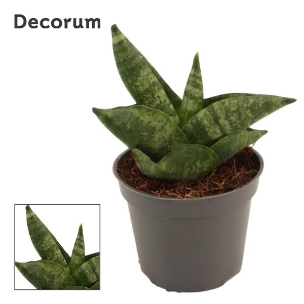 Горшечные цветы и растения оптом Sansevieria Boncellensis (decorum) от 20шт (для телеги) из Голландии с доставкой по России