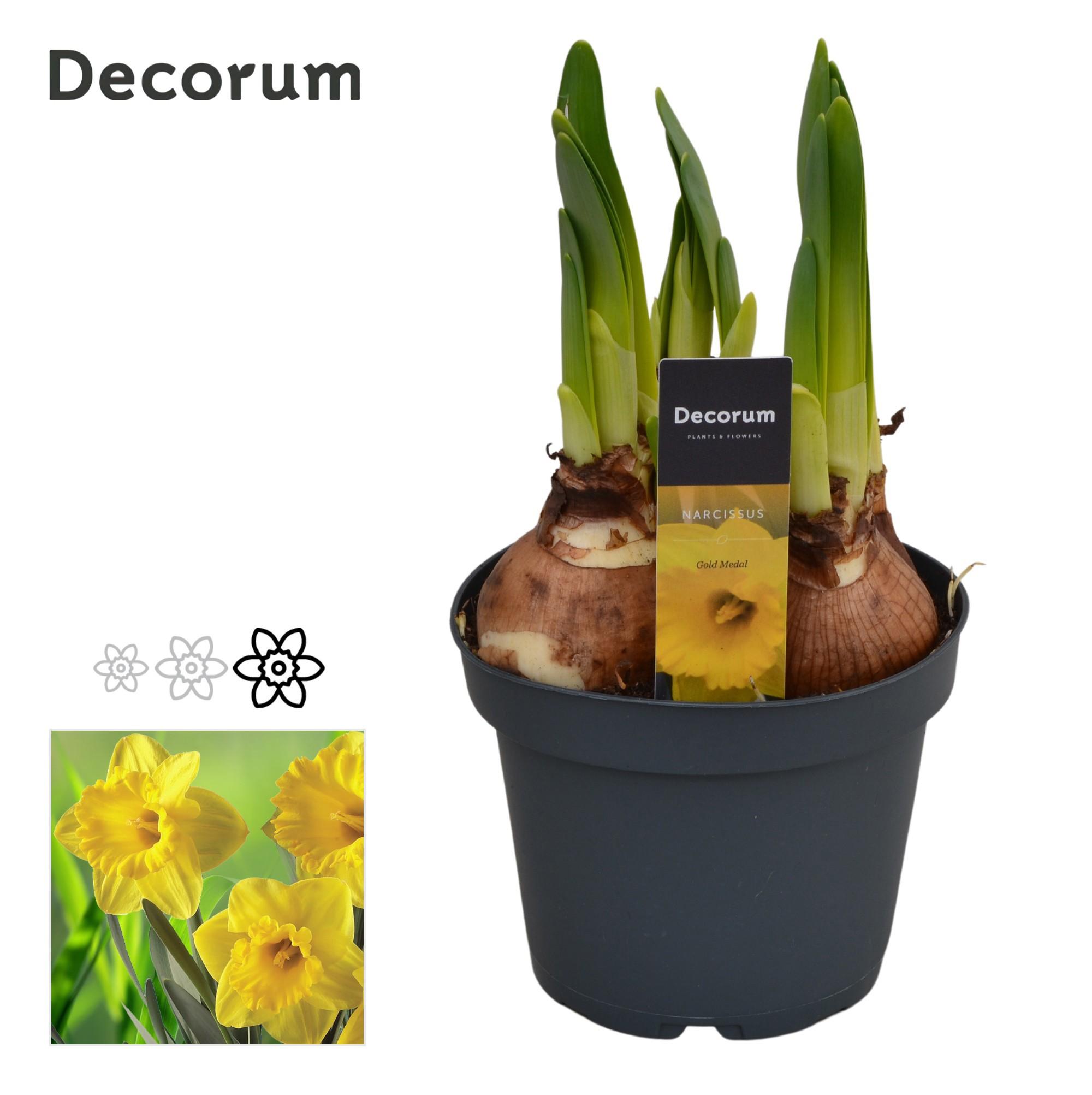 Горшечные цветы и растения оптом Narcissus Gold Medal (decorum) от 9шт из Голландии с доставкой по России