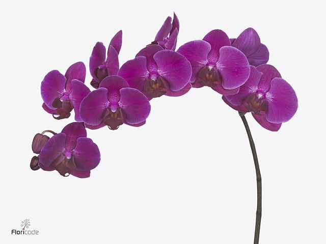 Срезанные цветы оптом Phalaenopsis anthura stellenbosch (per flower) от 100шт из Голландии с доставкой по России