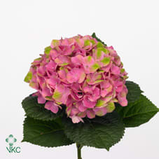 Срезанные цветы оптом Hydrangea mag amethyst от 10шт из Голландии с доставкой по России