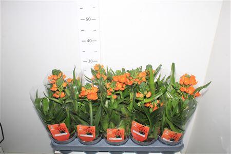 Горшечные цветы и растения оптом ** Ornit Du ** 3 Branches * Spring Deal * от 6шт из Голландии с доставкой по России