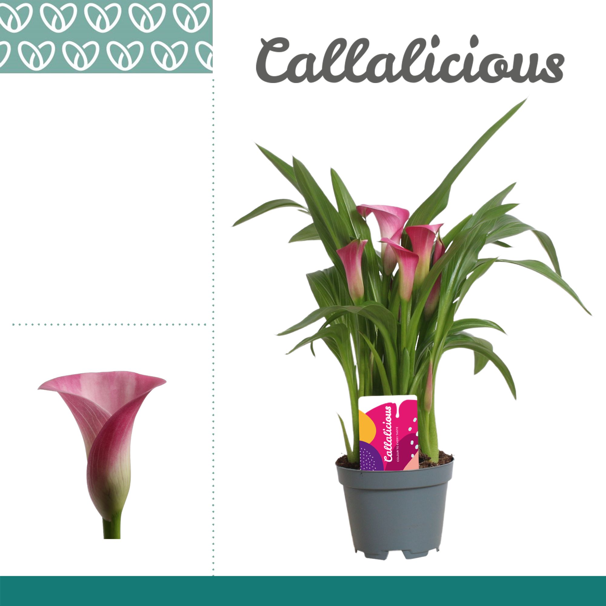 Горшечные цветы и растения оптом Zantedeschia Pink от 12шт из Голландии с доставкой по России