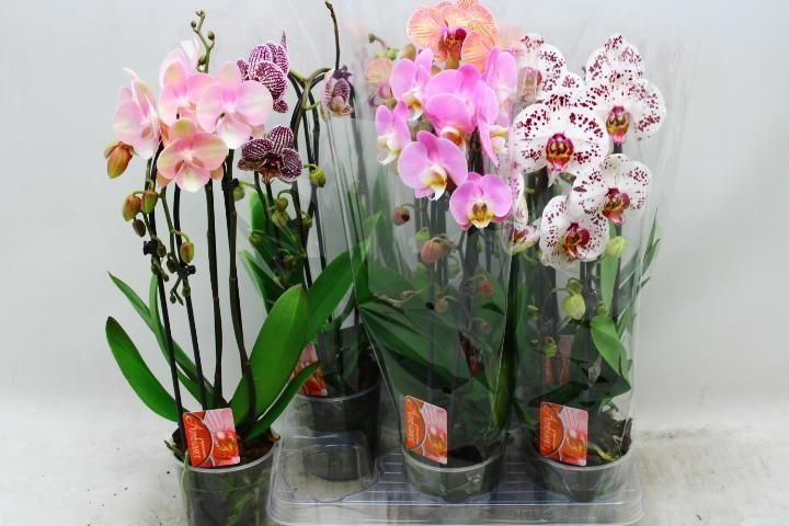 Горшечные цветы и растения оптом Phal El Cascade от 6шт из Голландии с доставкой по России