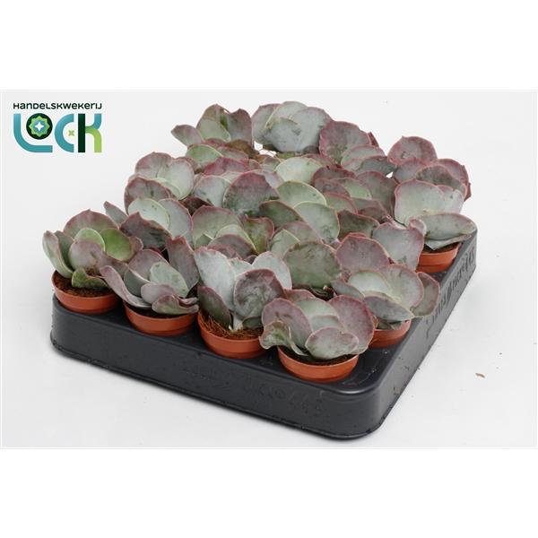 Горшечные цветы и растения оптом Cotyledon Undulata от 20шт (для телеги) из Голландии с доставкой по России