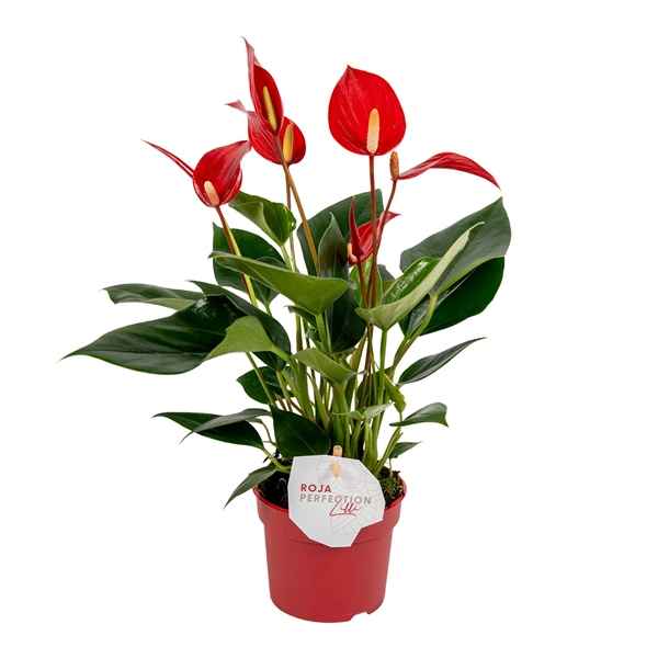 Горшечные цветы и растения оптом Anth An Lilli Red 3+ от 12шт из Голландии с доставкой по России