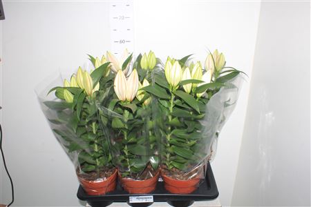 Горшечные цветы и растения оптом Lil Or Oxygen 2pp от 6шт из Голландии с доставкой по России