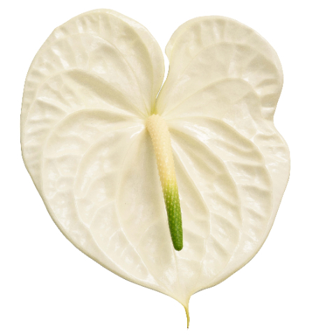 Срезанные цветы оптом Anthurium graciosa от 10шт из Голландии с доставкой по России