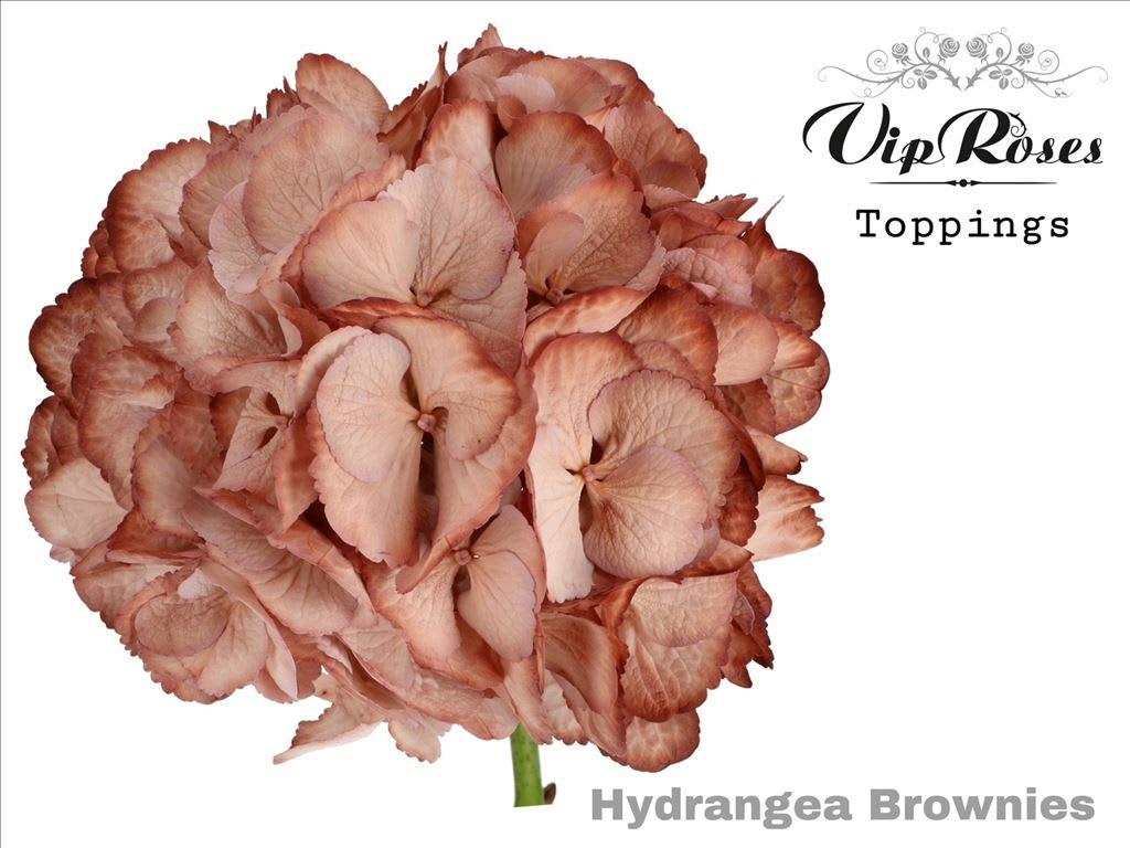 Срезанные цветы оптом Hydrangea paint brownies от 10шт из Голландии с доставкой по России