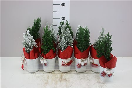 Горшечные цветы и растения оптом Chamaecyparis La Ellwoodii Snow Green Zink Potcove от 10шт из Голландии с доставкой по России