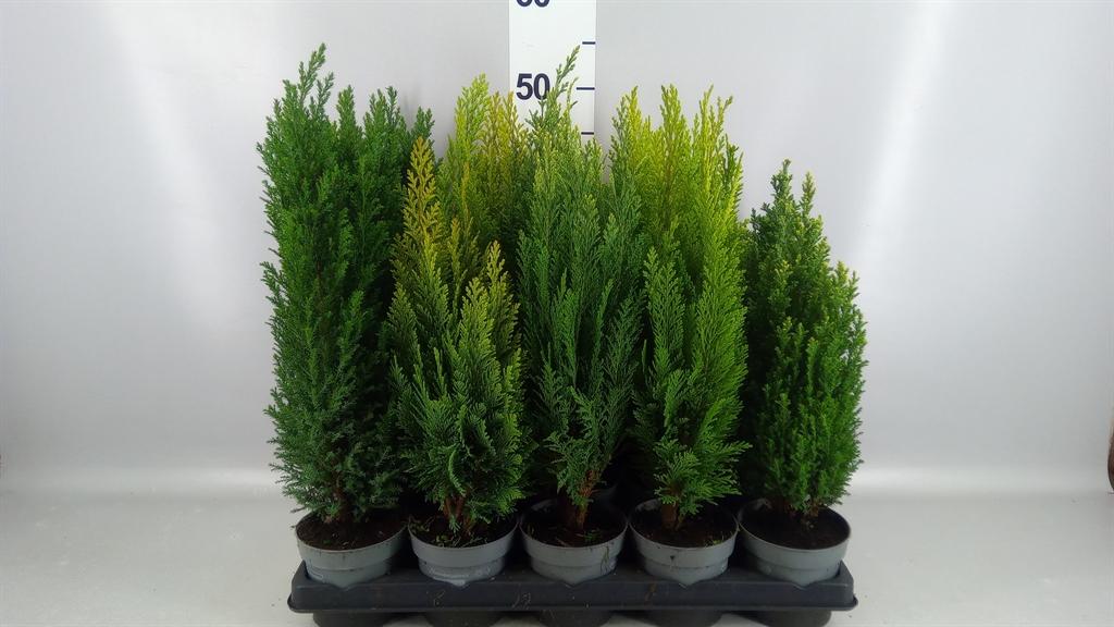 Горшечные цветы и растения оптом Conifers ...mix от 15шт из Голландии с доставкой по России