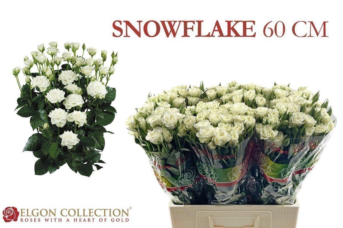 Срезанные цветы оптом Rosa spray snowflake от 300шт из Голландии с доставкой по России