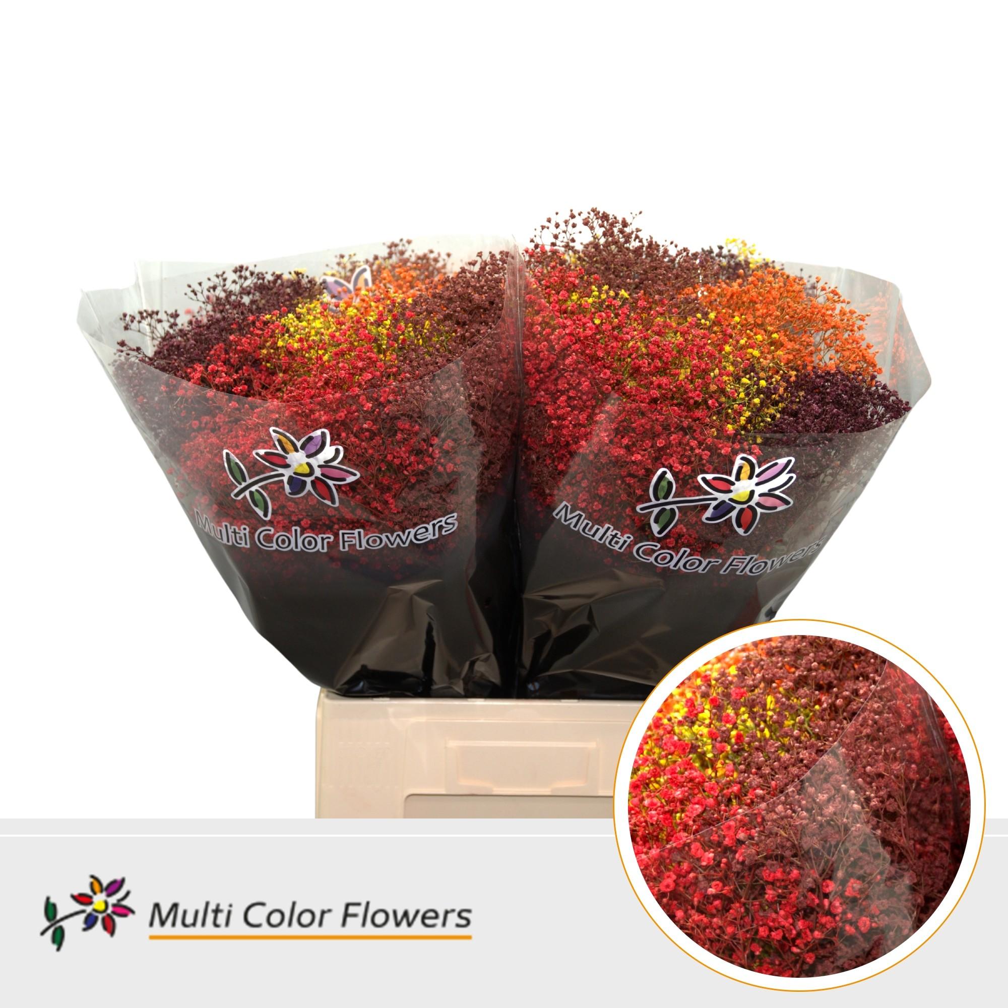 Срезанные цветы оптом Gyps large paint mix autumn от 100шт из Голландии с доставкой по России